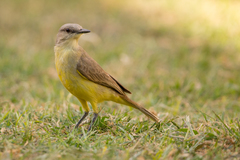 Machetornis rixosa