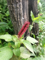 Acalypha