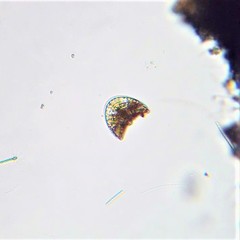 Campylodiscus noricus