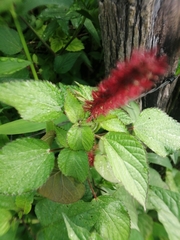 Acalypha