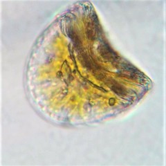 Campylodiscus noricus