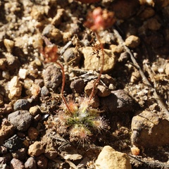 Drosera platystigma