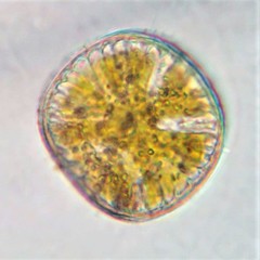 Campylodiscus noricus