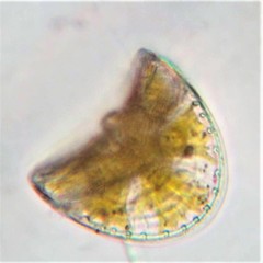 Campylodiscus noricus