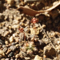Drosera platystigma