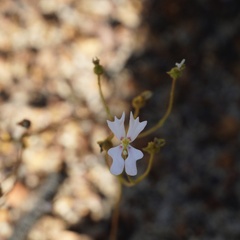 Stylidium androsaceum