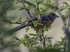 Microspingus erythrophrys