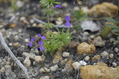 Stylidium pritzelianum