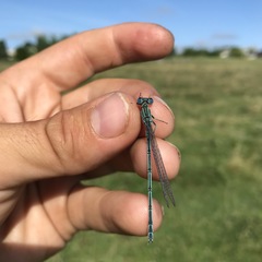 Paracercion plagiosum