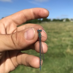 Paracercion plagiosum