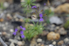 Stylidium pritzelianum