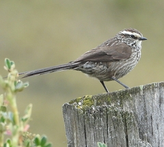 Leptasthenura andicola
