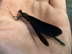 Calopteryx japonica