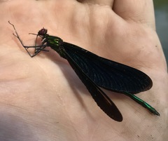 Calopteryx japonica