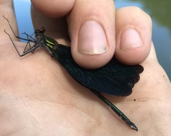 Calopteryx japonica