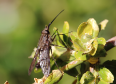 Mycteromyia conica