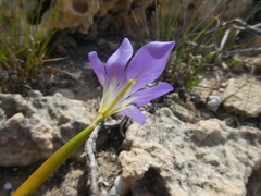 Moraea polyanthos