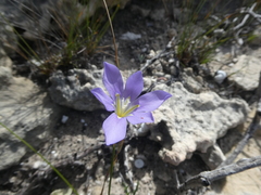 Moraea polyanthos