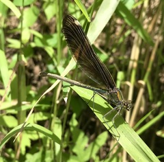 Calopteryx japonica