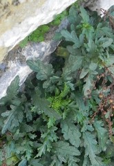 Scrophularia heterophylla