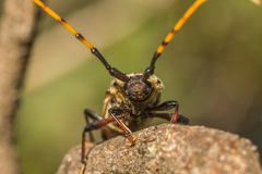 Retrachydes thoracicus