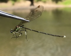 Pseudocopera rubripes
