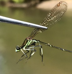 Pseudocopera rubripes