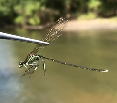 Pseudocopera rubripes