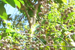 Lagerstroemia speciosa