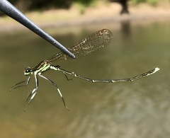 Pseudocopera rubripes