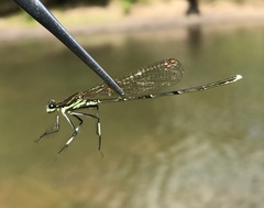 Pseudocopera rubripes