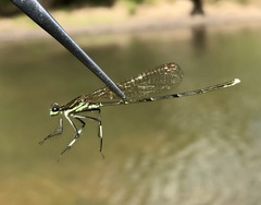 Pseudocopera rubripes