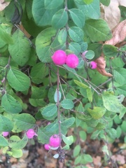 Symphoricarpos × chenaultii