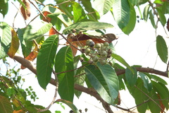 Lagerstroemia speciosa