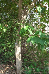 Lagerstroemia speciosa