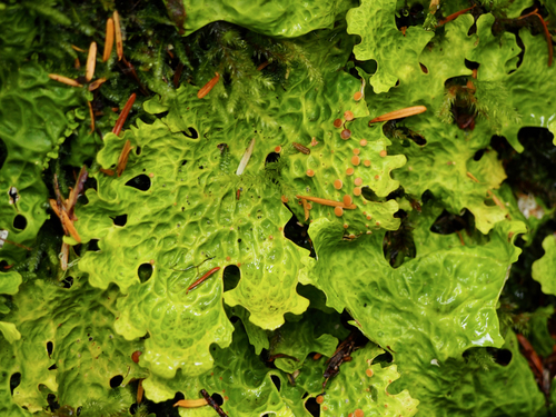 Cabbage Lung Lichen