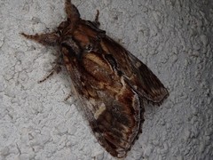 Notodonta stigmatica