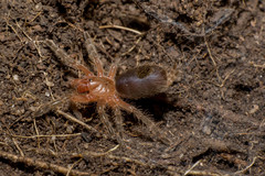 Plesiopelma longisternale