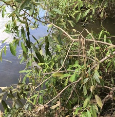 Coenagrion lanceolatum