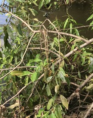 Coenagrion lanceolatum