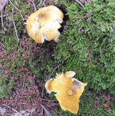 Tricholoma arvernense