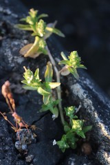 Hygrophila polysperma