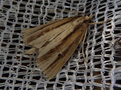 Japonichilo bleszynskii