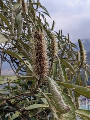 Leucosceptrum canum