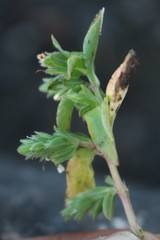 Hygrophila polysperma