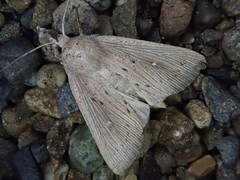 Mythimna sicula striata