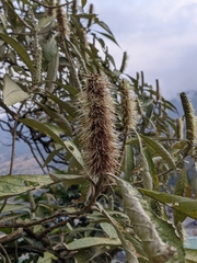 Leucosceptrum canum