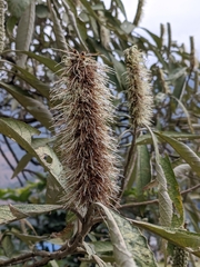 Leucosceptrum canum