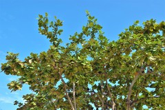 Terminalia catappa