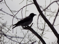 Corvus cornix
